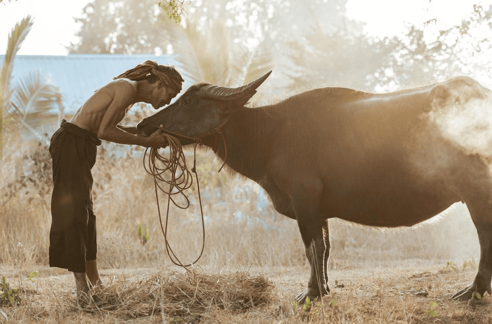 The water buffalo embodies qualities that resonate deeply with Vietnamese society: strength, hard work, perseverance, and prosperity .
